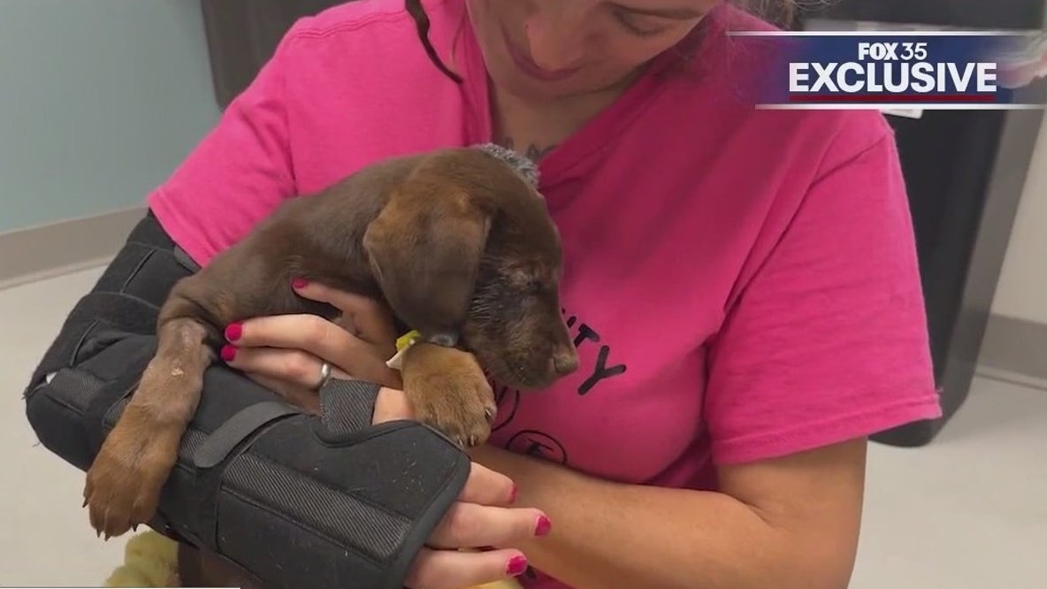Puppy beaten beyond recognition fighting for its life
